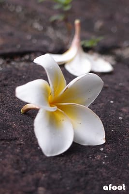 Flower Vietnam