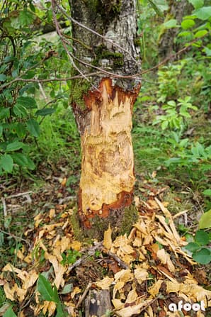 Klosterhede Plantage