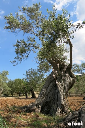 Mallorca