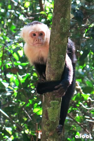 kapucinerabe Manuel Antonio