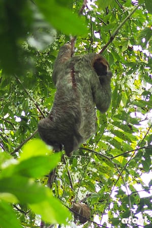 Manuel Antonio dovendyr