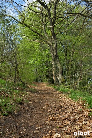 Rold Skov
