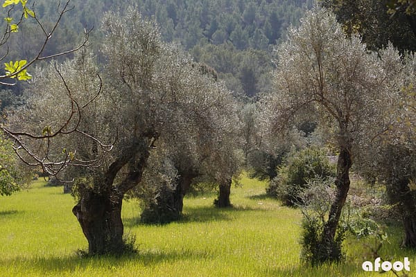 Pollenca Mallorca