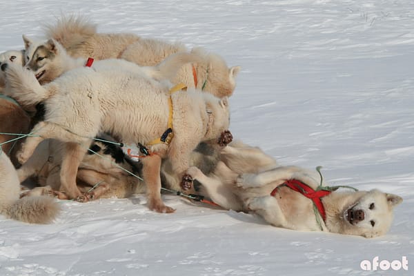 hundeslæde