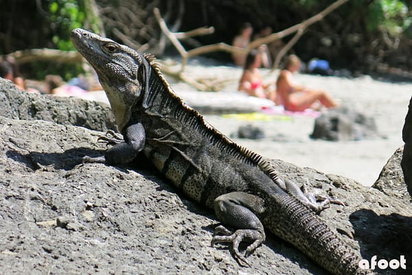 Manuel Antonio