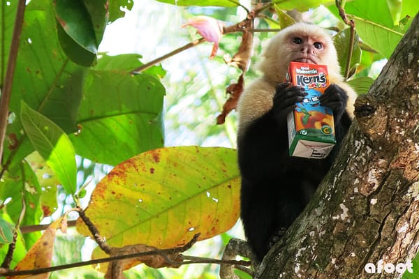Manuel Antonio Nationalpark