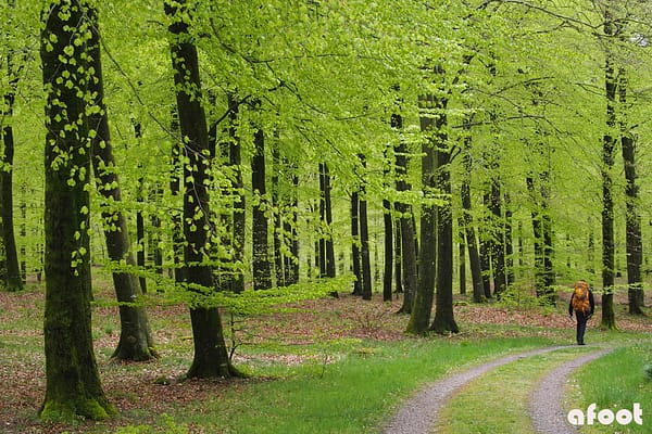 Rold Skov