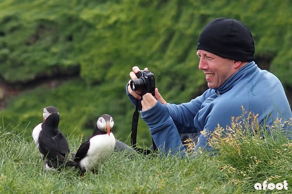 Mykines puffins