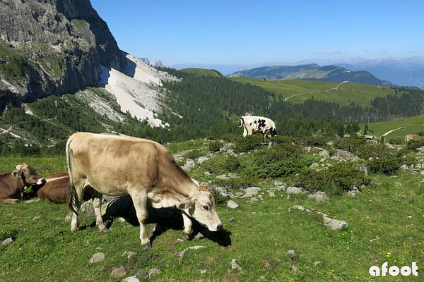Sassolungo