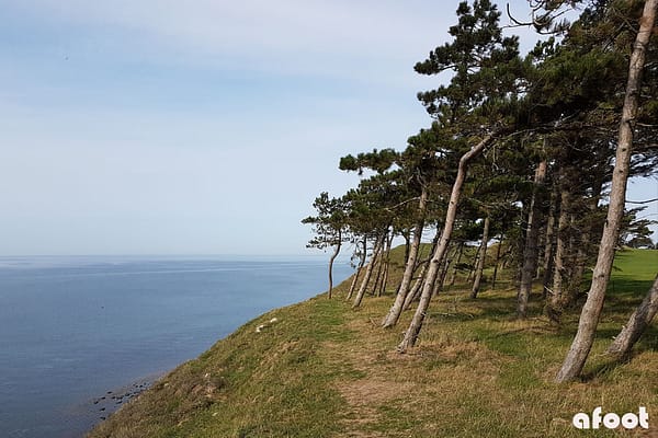Nekselø