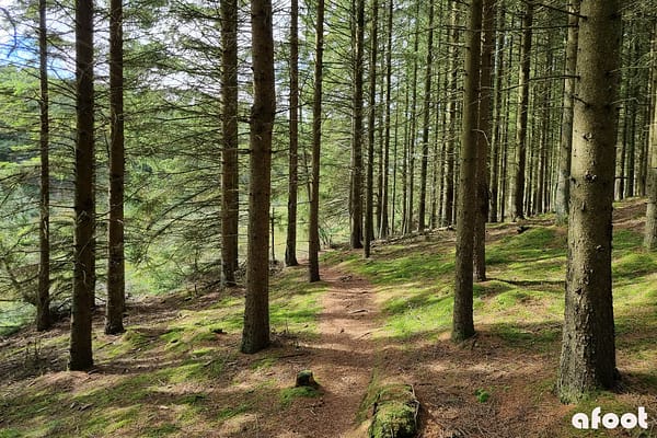 Klosterhede plantage