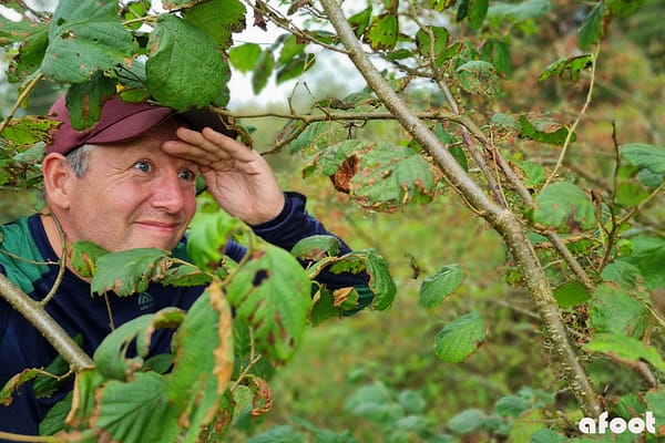 Klosterhede plantage