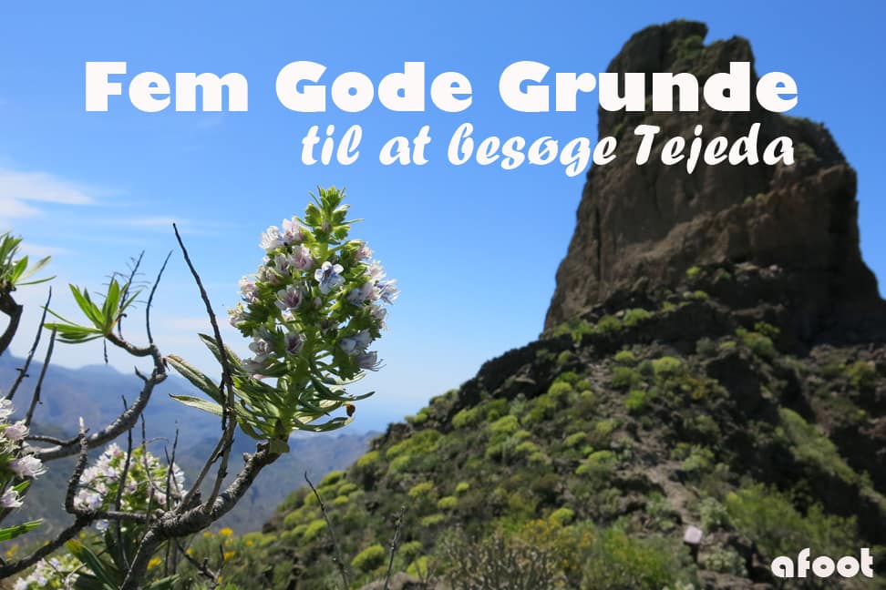 femgodegrundetejeda