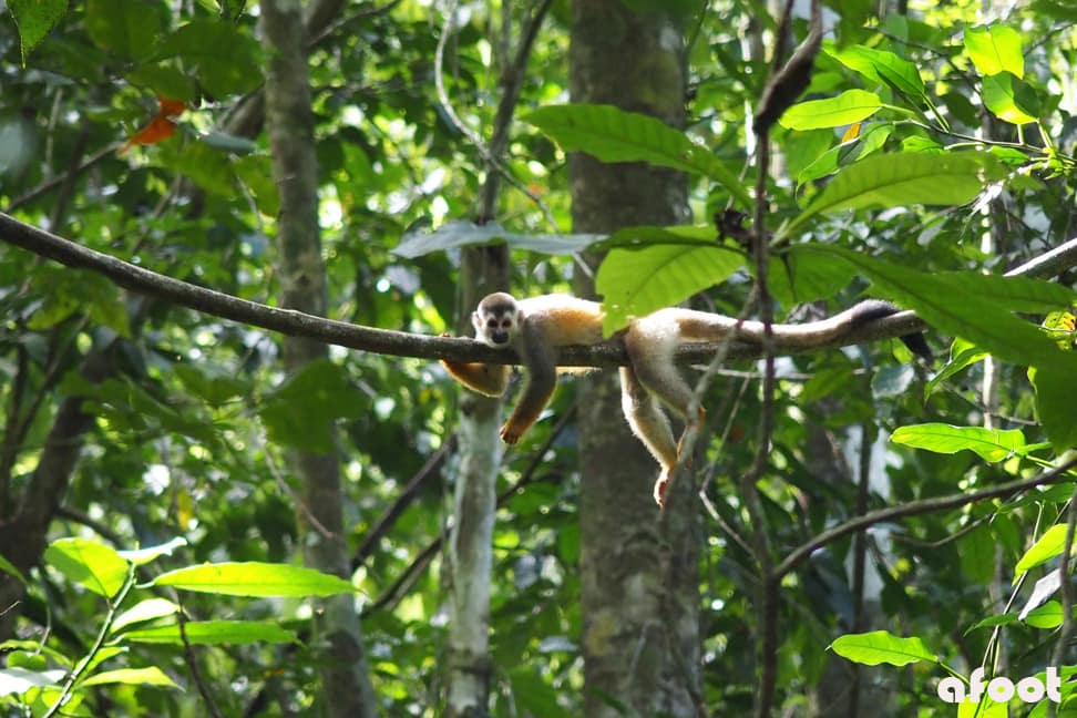 Rejseblik #2: Dus med dyrene – Costa Rica