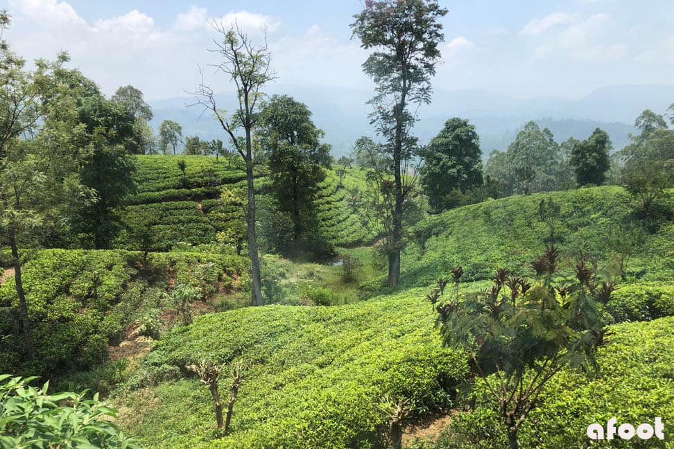 Kajsa fortæller… om Sri Lanka